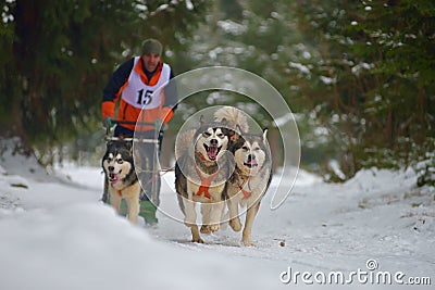 CIUMANI, ROMANIA â€“ JANUARY 2016: Unindentified musher riding alaskan malamutes at Dog Sled competition in Ciumani, Romania Editorial Stock Photo